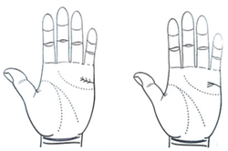 手紋與性慾解讀