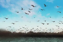 左手斷掌的男人財運