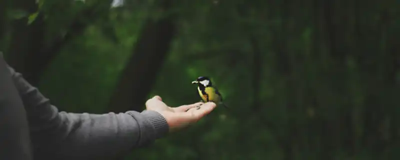 通過無名指和食指長短關係看一生運勢