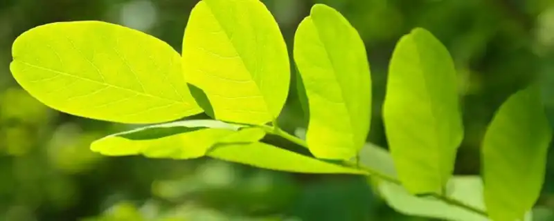 上天收回童子的跡象 童子命手相特徵